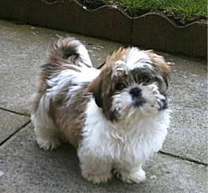 razas_comp_shihtzu_2