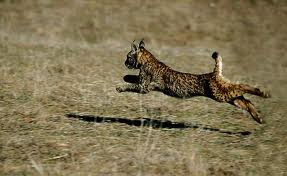 Foto archivo: Lince Ibérico