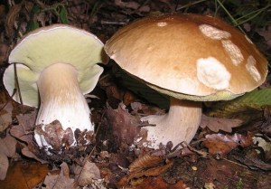 FEAC14F4F414ACCCB657688639B92