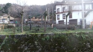 Parte del cedro contado tumbado en el suelo.