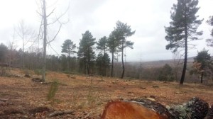 Tala masiva en Los Pinos de Béjar