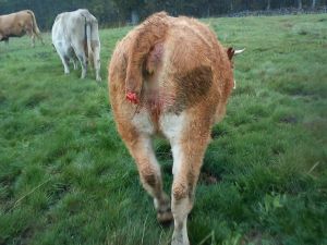 Animal herido presuntamente por un ataque de cánidos 