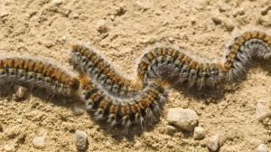 Orugas procesionarias