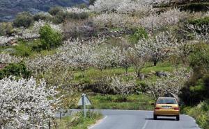 fotos-extremadura-valle-jerte-cerezos-flor-005