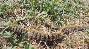 Oruga procesionaria