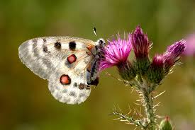 Mariposa protegida: Apolo (Parnassius apollo). Fuente: J.C.V.A.