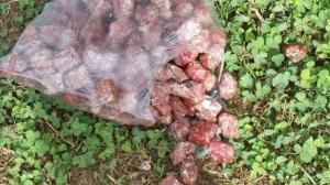 Ejemplo de cebos envenenados en parques para matar perros y gatos