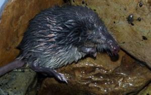 Desmán ibérico en el sistema Central de Castilla y León