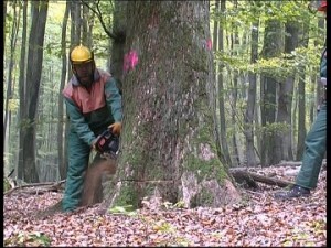 650833989-serrin-lenador-trabajo-de-bosque-motosierra