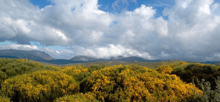 piornos-en-flor-1728x800_c