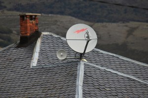 espinillaantena-scaled1000