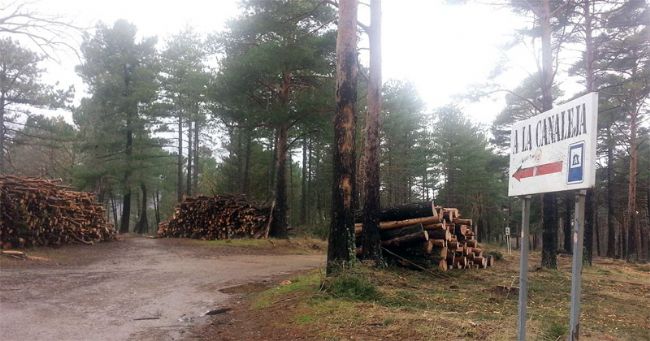 bejar-pinos-monte-mario-tala-201402_large