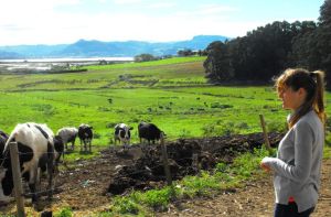 explotacion-vacuno-Cantabria-LUCIA-LOPEZ_EDIIMA20151125_0829_21