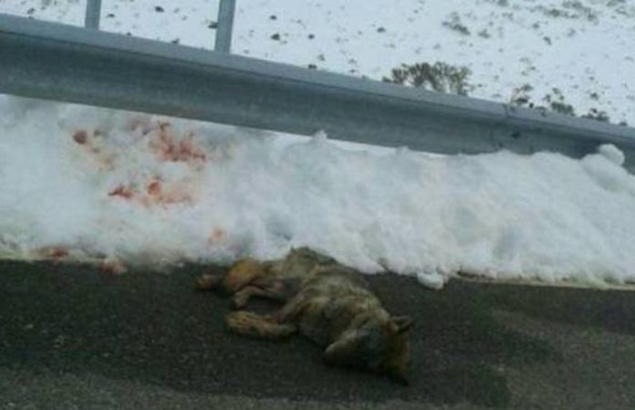 LOBO-ATROPELLADO-SIERRA-DE-GREDOS-696x449